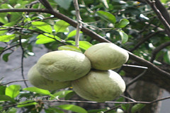 Citrus grandis